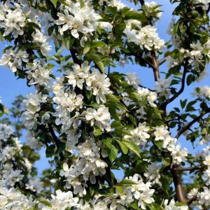 Okrasná jabloň Res Sentinel, Malus Red Sentinel