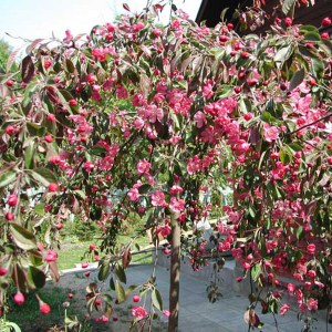 okrasná jabloň royal beauty, malus royal beauty, okrasná jabloň, malus, okrasna jablon, jablon okrasna