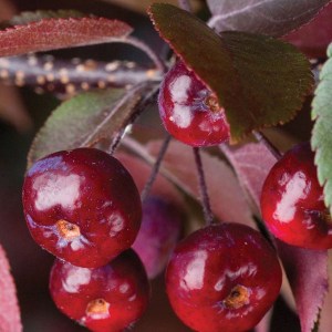 okrasná jabloň royalty, malus royalty, okrasná jabloň, malus, okrasna jablon, jablon okrasna, jabloň royalty, okrasná jabloň royalty obvod kmeňa 12-14cm