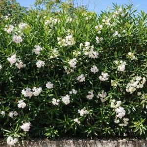 oleander obyčajný, nerium oleander, oleander, oleander obycajny, nerium, biely oleander