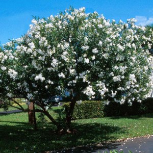 oleander obyčajný, nerium oleander, oleander, oleander obycajny, nerium, biely oleander