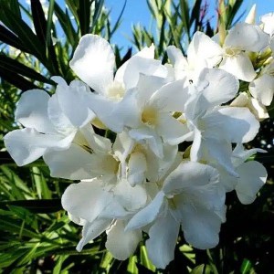 oleander obyčajný, nerium oleander, oleander, oleander obycajny, nerium, biely oleander