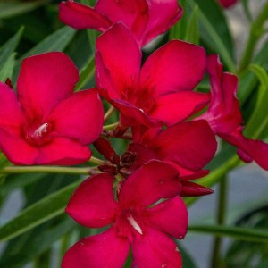 oleander obyčajný, nerium oleander, oleander, oleander obycajny, nerium, červený oleander