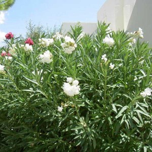 oleander obyčajný, nerium oleander, oleander, oleander obycajny, nerium, biely oleander