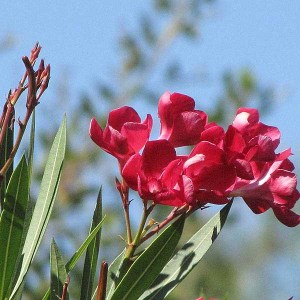 oleander obyčajný, nerium oleander, oleander, oleander obycajny, nerium, červený oleander