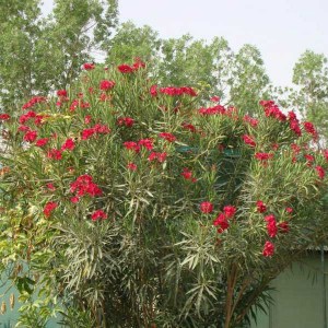 oleander obyčajný, nerium oleander, oleander, oleander obycajny, nerium, červený oleander