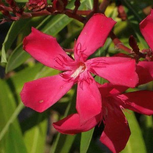 oleander obyčajný, nerium oleander, oleander, oleander obycajny, nerium, červený oleander