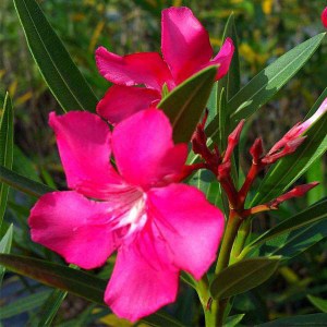 oleander obyčajný, nerium oleander, oleander, oleander obycajny, nerium, ružový oleander