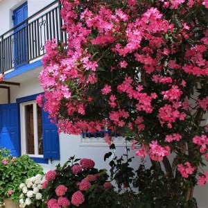 oleander obyčajný, nerium oleander, oleander, oleander obycajny, nerium, ružový oleander