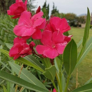 oleander obyčajný, nerium oleander, oleander, oleander obycajny, nerium, ružový oleander