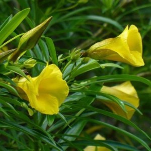 oleander obyčajný, nerium oleander, oleander, oleander obycajny, nerium, žltý oleander, zlty oleander