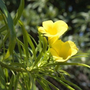 oleander obyčajný, nerium oleander, oleander, oleander obycajny, nerium, žltý oleander, zlty oleander