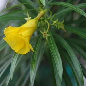 oleander obyčajný, nerium oleander, oleander, oleander obycajny, nerium, žltý oleander, zlty oleander