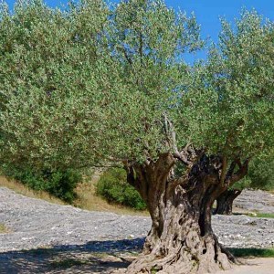 olivovník európsky, olea europaea, olivovník, olivy, olivovnik