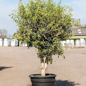 olivovník európsky, olea europaea, olivovník, olivy, olivovnik