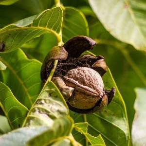 orech kráľovský, juglans regia, orech kralovsky, juglans