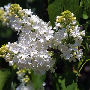 orgován obyčajný madame lemoine, syringa vulgaris madame lemoine, orgován obyčajný lemoine, syringa madame lemoine, orgován biely, orgovan biely, orgován obyčajný madame, syringa vulgaris lemoine