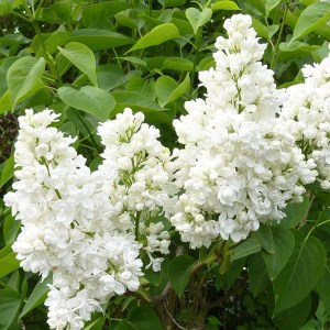 orgován obyčajný madame lemoine, syringa vulgaris madame lemoine, orgován obyčajný lemoine, syringa madame lemoine, orgován biely, orgovan biely, orgován obyčajný madame, syringa vulgaris lemoine