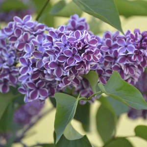 orgován obyčajný sensation, syringa vulgaris sensation, orgován sensation, syringa sensation, orgován obyčajný, syringa vulgaris, orgován, orgovan