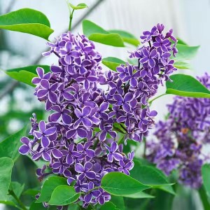 orgován obyčajný sensation, syringa vulgaris sensation, orgován sensation, syringa sensation, orgován obyčajný, syringa vulgaris, orgován, orgovan