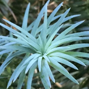 ostrolistec čínsky glauca, cunninghamia lanceolata glauca, ostrolistec, ostrolistec cinsky