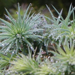 ostrolistec čínsky glauca, cunninghamia lanceolata glauca, ostrolistec, ostrolistec cinsky