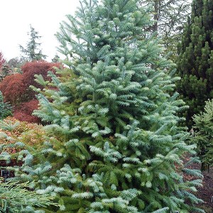 ostrolistec čínsky glauca, cunninghamia lanceolata glauca, ostrolistec, ostrolistec cinsky