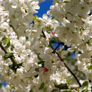 ozdobná jabloň evereste viackmeň, malus evereste, ozdobná jabloň viackmeň, jabloň evereste viackmeň