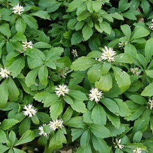 pachysandra vrcholová green carpet, pachysandra vrcholová, pachysandra green carpet, pachysandra, pachysandry