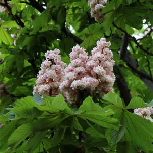 pagaštan konský baumannii, aesculus hippocastanum baumannii