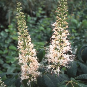 Aesculus parviflora, pagaštan malokvetý, okrasný pagaštan, kvitnúci ker, okrasný ker do tieňa, Aesculus