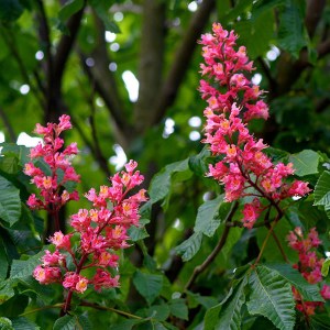 pagaštan pleťový briotii, aesculus carnea briotii, pagaštan pleťový briotii 350-400cm