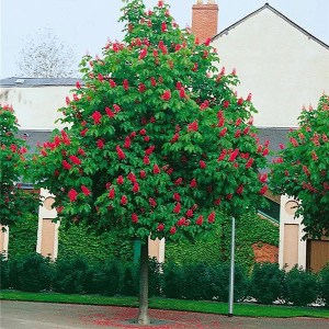 pagaštan pleťový briotii, aesculus carnea briotii, pagaštan pleťový briotii 250-300cm