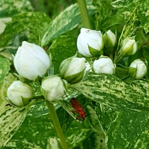 pajazmín innocece, philadelphus innocece