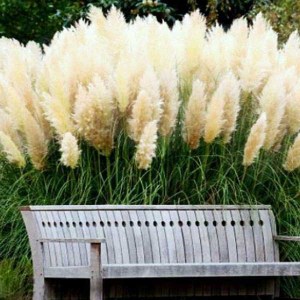 pampová tráva biela, pampová tráva, biela pampová tráva, cortaderia, cortaderia selloana, pampa