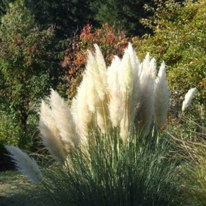 pampová tráva pumila, pampová tráva, biela pampová tráva, cortaderia, cortaderia selloana, pampa, cortaderia selloana pumila, cortaderia pumila