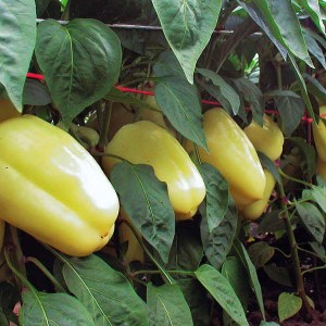 paprika amy, paprika, sadenice papriky, sadenica papriky, papriky amy, capsicum annuum l, capsicum annuum