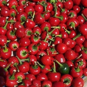 paprika koral, paprika, sadenice papriky, sadenica papriky, papriky koral, capsicum annuum l, capsicum 