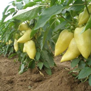 paprika monanta, paprika, sadenice papriky, sadenica papriky, papriky monanta, capsicum annuum l,  capsicum