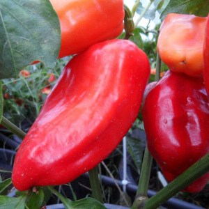 paprika PCR, paprika, sadenice papriky, sadenica papriky, papriky PCR, capsicum annuum l, capsicum 