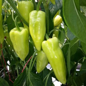 paprika piruet, paprika, sadenice papriky, holandske sadenice papriky, papriky piruet, capsicum annuum l, capsicum