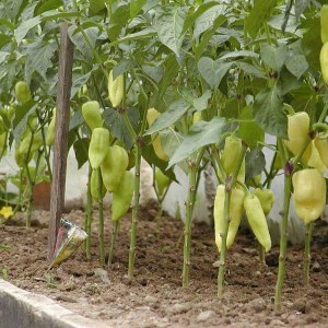 paprika senator, paprika, sadenice papriky, sadenica papriky, papriky senator, capsicum annuum l, capsicum 