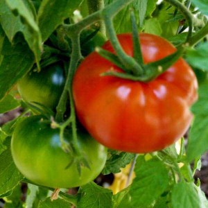 priesada paradajky thomas-holland, paradajka thomas-holland, sadenice paradajky, priesada paradajky