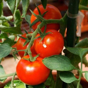 priesada paradajky tipo, paradajka tipo, sadenice paradajky, priesada paradajky, solanum lycopersicum, solanum
