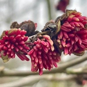 parotia,perzská,parrotia persica,okrasný strom,solitér,alej,skupinové výsadby,jesenná farba listov,záhrada,reprezentatívna výsadba