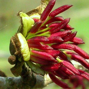 parotia perzská, parrotia persica, parotia, parrotia, parotia perzská