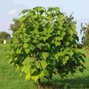 paulovnia, strom šťasta, paulownia tomentosa, sadenica paulovnie, sadenica paulovnia, sadenica paulownia, paulovnia 30-50cm