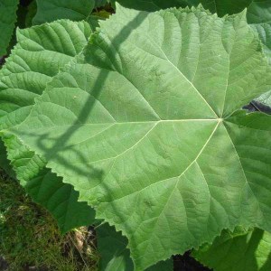 paulovnia, strom šťasta, paulownia tomentosa, sadenica paulovnie, sadenica paulovnia, sadenica paulownia, paulovnia 300-350cm