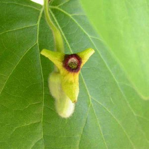 paulovnia, strom šťasta, paulownia tomentosa