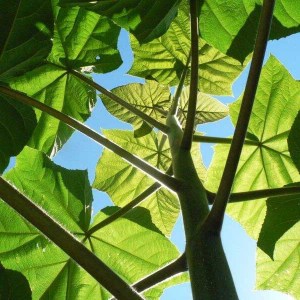 paulovnia, strom šťasta, paulownia tomentosa, sadenica paulovnie, sadenica paulovnia, sadenica paulownia, paulovnia 50-70cm